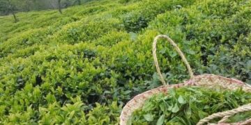 افزون بر ۵۲ هزار تن برگ سبز چای از چایکاران خریداری شد