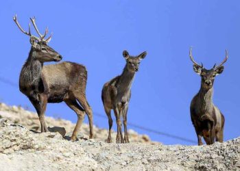 تنوع زیستی کشور به حداقل هزار و ۷۰۰ میلیارد تومان اعتبار نیاز دارد