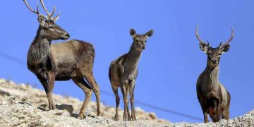 تنوع زیستی کشور به حداقل هزار و ۷۰۰ میلیارد تومان اعتبار نیاز دارد