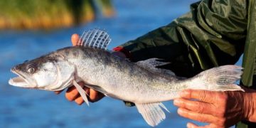 هفت‌گونه آبزیان تالاب انزلی در خطر انقراض هستند