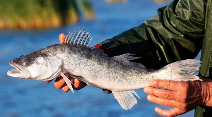 هفتگونه آبزیان تالاب انزلی در خطر انقراض هستند